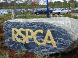 RSPCA HQ landscape
